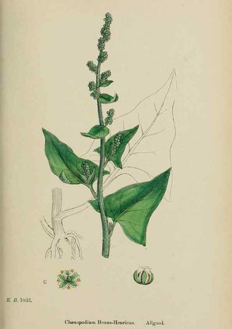 Reproducción/Reproduction 48753907406: English botany, or, Coloured figures of British plants /. London :R. Hardwicke,1863-1886.. 