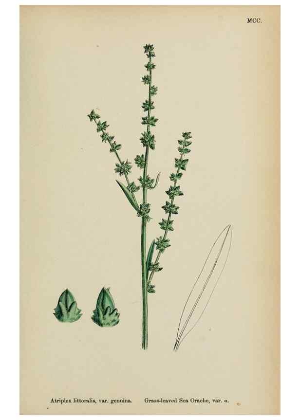 Reproducción/Reproduction 48753583033: English botany, or, Coloured figures of British plants /. London :R. Hardwicke,1863-1886.. 