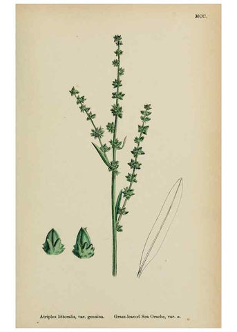 Reproducción/Reproduction 48753583033: English botany, or, Coloured figures of British plants /. London :R. Hardwicke,1863-1886.. 