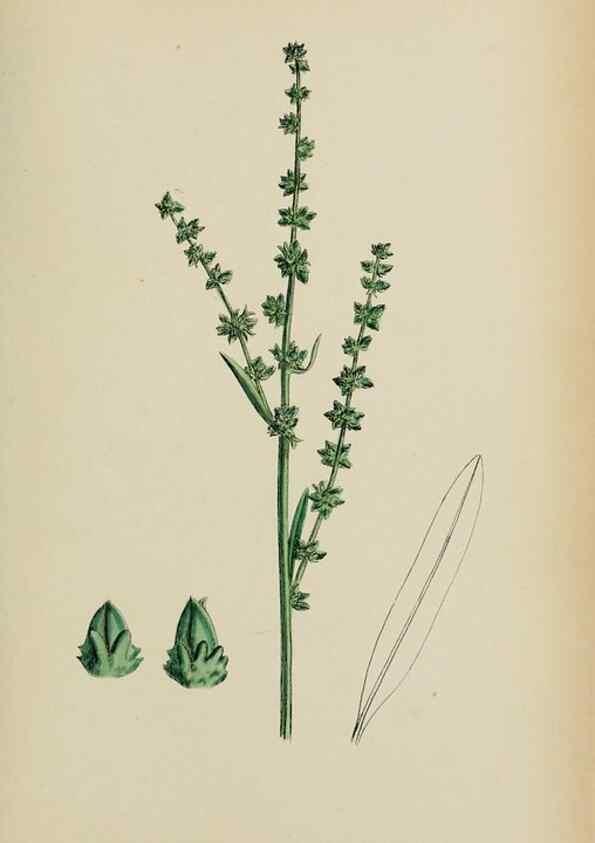Reproducción/Reproduction 48753583033: English botany, or, Coloured figures of British plants /. London :R. Hardwicke,1863-1886.. 