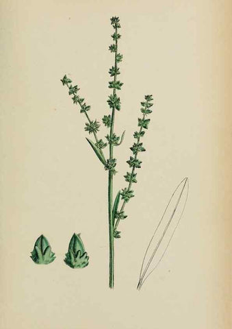 Reproducción/Reproduction 48753583033: English botany, or, Coloured figures of British plants /. London :R. Hardwicke,1863-1886.. 