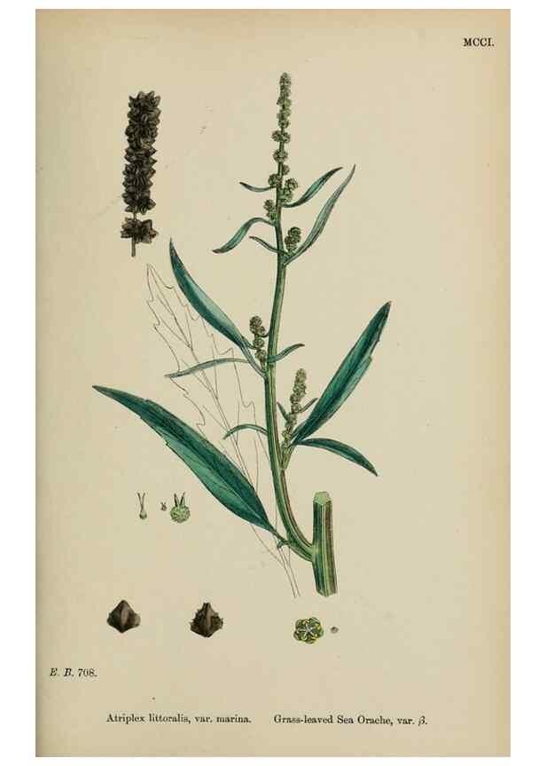 Reproducción/Reproduction 48753583213: English botany, or, Coloured figures of British plants /. London :R. Hardwicke,1863-1886.. 