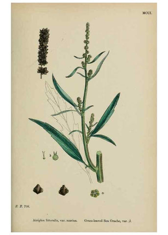 Reproducción/Reproduction 48753583213: English botany, or, Coloured figures of British plants /. London :R. Hardwicke,1863-1886.. 