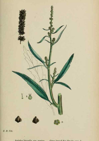 Reproducción/Reproduction 48753583213: English botany, or, Coloured figures of British plants /. London :R. Hardwicke,1863-1886.. 