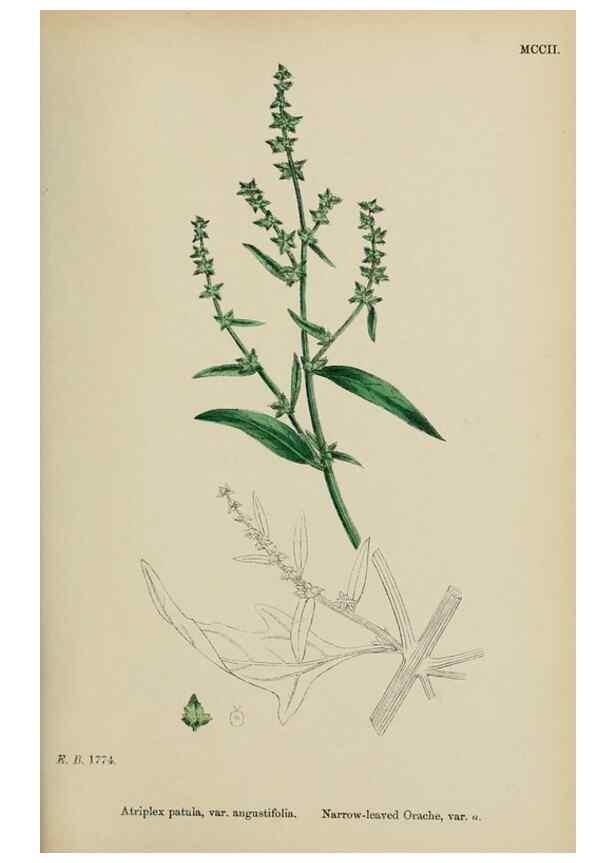 Reproducción/Reproduction 48753583403: English botany, or, Coloured figures of British plants /. London :R. Hardwicke,1863-1886.. 