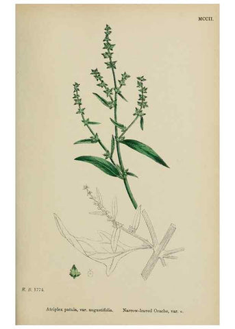 Reproducción/Reproduction 48753583403: English botany, or, Coloured figures of British plants /. London :R. Hardwicke,1863-1886.. 