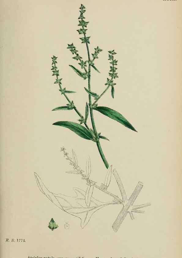 Reproducción/Reproduction 48753583403: English botany, or, Coloured figures of British plants /. London :R. Hardwicke,1863-1886.. 