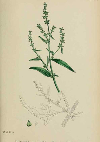 Reproducción/Reproduction 48753583403: English botany, or, Coloured figures of British plants /. London :R. Hardwicke,1863-1886.. 