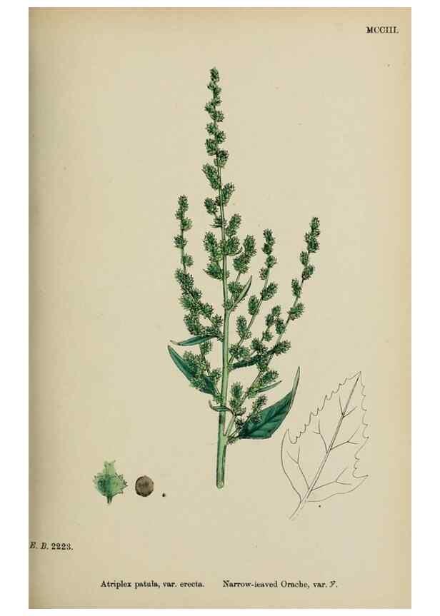 Reproducción/Reproduction 48753908201: English botany, or, Coloured figures of British plants /. London :R. Hardwicke,1863-1886.. 