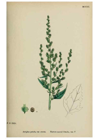 Reproducción/Reproduction 48753908201: English botany, or, Coloured figures of British plants /. London :R. Hardwicke,1863-1886.. 