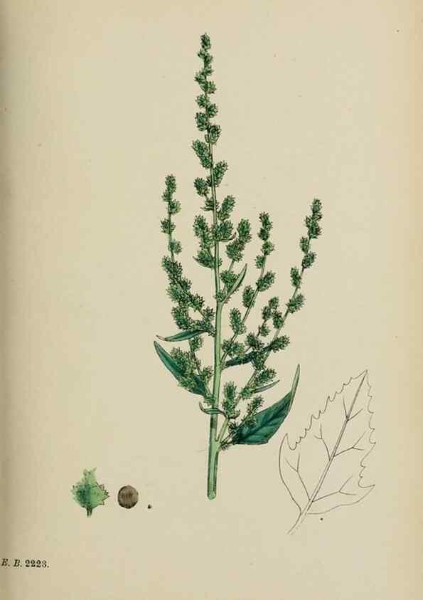 Reproducción/Reproduction 48753908201: English botany, or, Coloured figures of British plants /. London :R. Hardwicke,1863-1886.. 