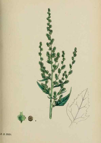 Reproducción/Reproduction 48753908201: English botany, or, Coloured figures of British plants /. London :R. Hardwicke,1863-1886.. 