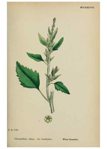 Reproducción/Reproduction 48754095262: English botany, or, Coloured figures of British plants /. London :R. Hardwicke,1863-1886.. 