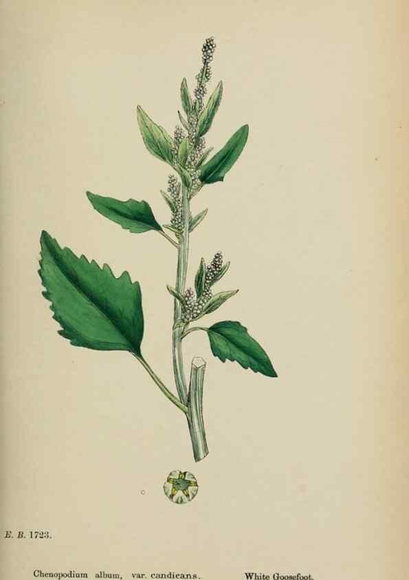 Reproducción/Reproduction 48754095262: English botany, or, Coloured figures of British plants /. London :R. Hardwicke,1863-1886.. 