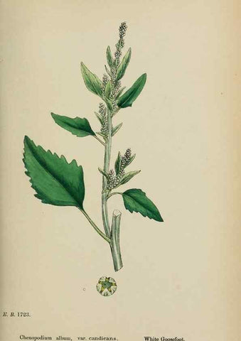 Reproducción/Reproduction 48754095262: English botany, or, Coloured figures of British plants /. London :R. Hardwicke,1863-1886.. 