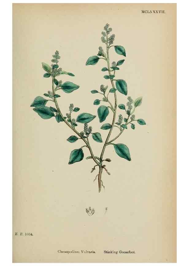 Reproducción/Reproduction 48753580553: English botany, or, Coloured figures of British plants /. London :R. Hardwicke,1863-1886.. 