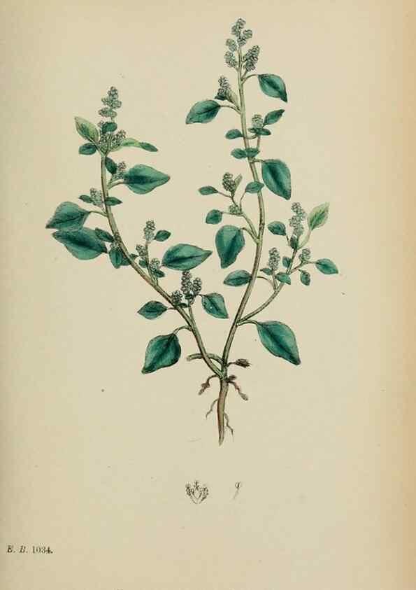 Reproducción/Reproduction 48753580553: English botany, or, Coloured figures of British plants /. London :R. Hardwicke,1863-1886.. 