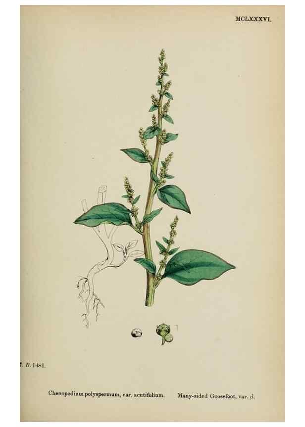 Reproducción/Reproduction 48754094847: English botany, or, Coloured figures of British plants /. London :R. Hardwicke,1863-1886.. 