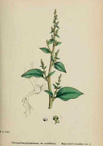 Reproducción/Reproduction 48754094847: English botany, or, Coloured figures of British plants /. London :R. Hardwicke,1863-1886.. 