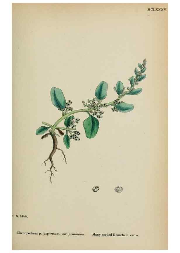 Reproducción/Reproduction 48754094712: English botany, or, Coloured figures of British plants /. London :R. Hardwicke,1863-1886.. 