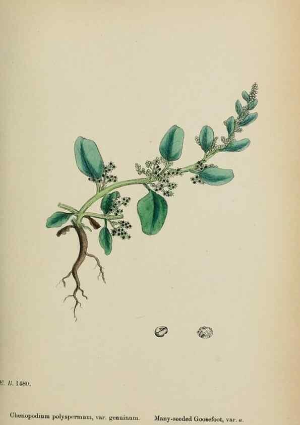 Reproducción/Reproduction 48754094712: English botany, or, Coloured figures of British plants /. London :R. Hardwicke,1863-1886.. 