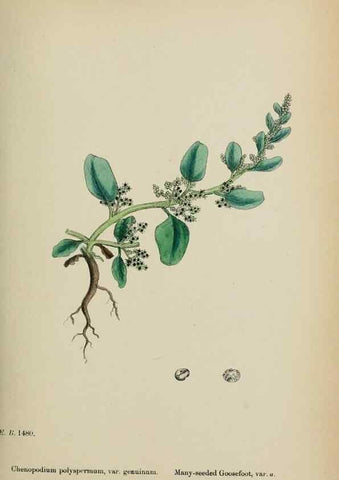 Reproducción/Reproduction 48754094712: English botany, or, Coloured figures of British plants /. London :R. Hardwicke,1863-1886.. 
