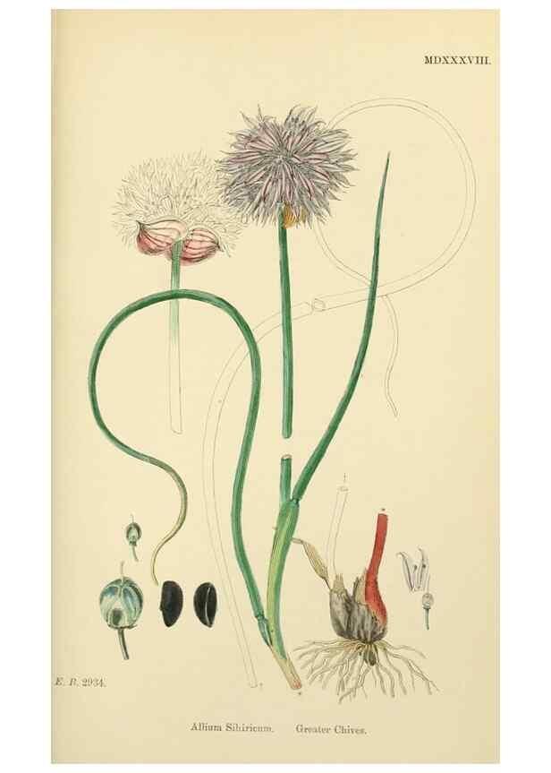 Reproducción/Reproduction 48753879976: English botany, or, Coloured figures of British plants /. London :R. Hardwicke,1863-1886.. 