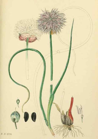 Reproducción/Reproduction 48753879976: English botany, or, Coloured figures of British plants /. London :R. Hardwicke,1863-1886.. 