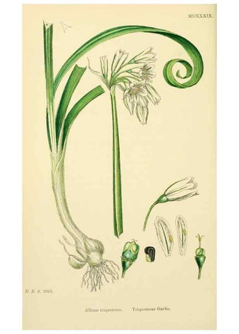 Reproducción/Reproduction 48753555573: English botany, or, Coloured figures of British plants /. London :R. Hardwicke,1863-1886.. 