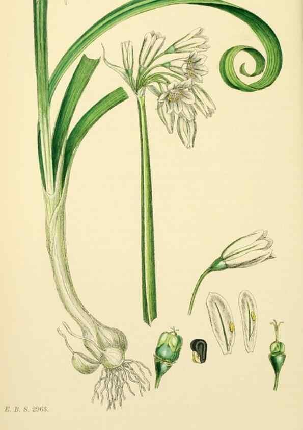 Reproducción/Reproduction 48753555573: English botany, or, Coloured figures of British plants /. London :R. Hardwicke,1863-1886.. 