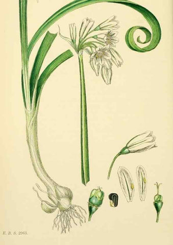 Reproducción/Reproduction 48753555573: English botany, or, Coloured figures of British plants /. London :R. Hardwicke,1863-1886.. 