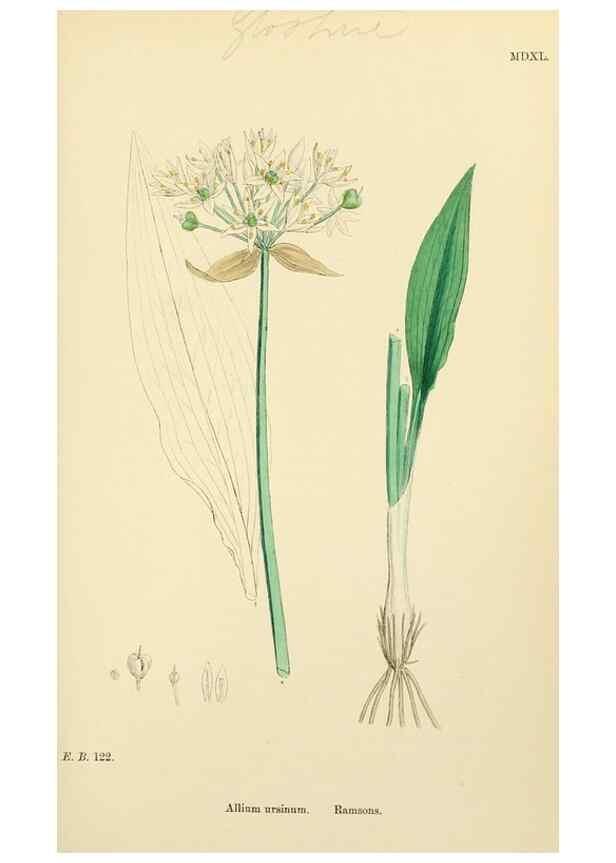 Reproducción/Reproduction 48753880491: English botany, or, Coloured figures of British plants /. London :R. Hardwicke,1863-1886.. 