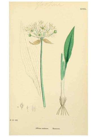 Reproducción/Reproduction 48753880491: English botany, or, Coloured figures of British plants /. London :R. Hardwicke,1863-1886.. 