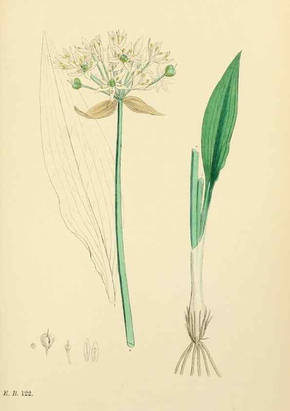 Reproducción/Reproduction 48753880491: English botany, or, Coloured figures of British plants /. London :R. Hardwicke,1863-1886.. 