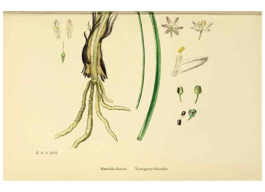 Reproducción/Reproduction 48754070962: English botany, or, Coloured figures of British plants /. London :R. Hardwicke,1863-1886.. 