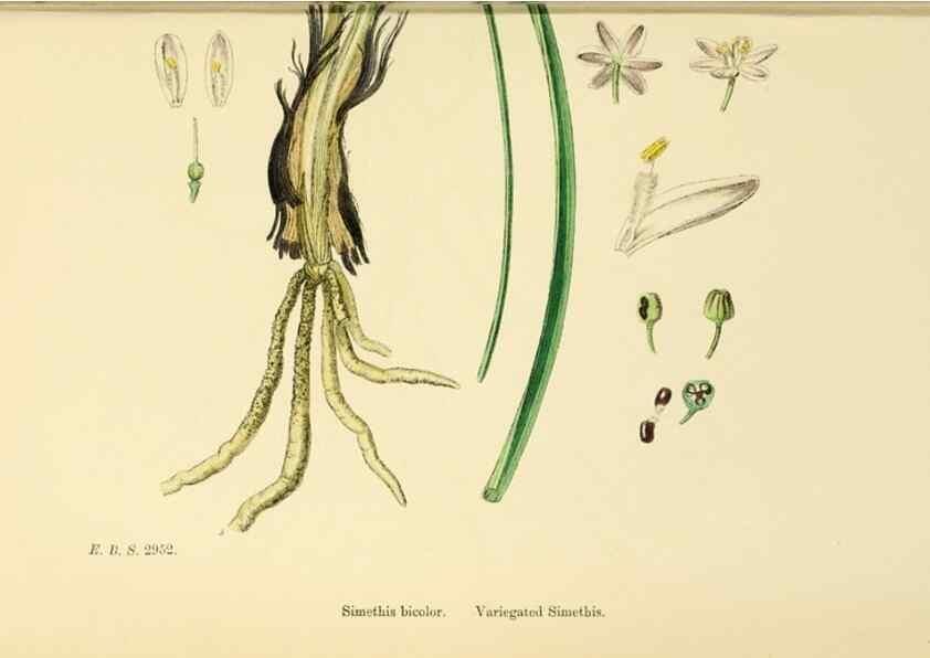 Reproducción/Reproduction 48754070962: English botany, or, Coloured figures of British plants /. London :R. Hardwicke,1863-1886.. 