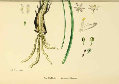 Reproducción/Reproduction 48754070962: English botany, or, Coloured figures of British plants /. London :R. Hardwicke,1863-1886.. 