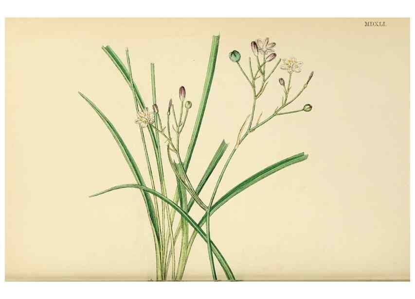 Reproducción/Reproduction 48754071222: English botany, or, Coloured figures of British plants /. London :R. Hardwicke,1863-1886.. 