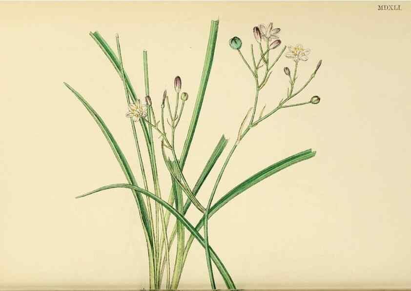 Reproducción/Reproduction 48754071222: English botany, or, Coloured figures of British plants /. London :R. Hardwicke,1863-1886.. 