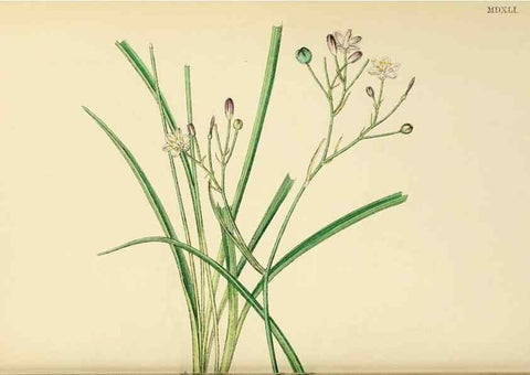Reproducción/Reproduction 48754071222: English botany, or, Coloured figures of British plants /. London :R. Hardwicke,1863-1886.. 