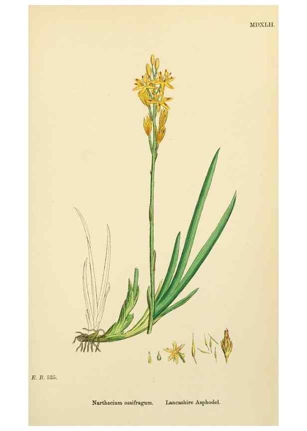 Reproducción/Reproduction 48754071467: English botany, or, Coloured figures of British plants /. London :R. Hardwicke,1863-1886.. 