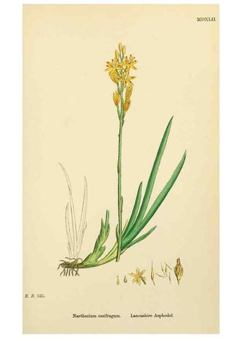 Reproducción/Reproduction 48754071467: English botany, or, Coloured figures of British plants /. London :R. Hardwicke,1863-1886.. 