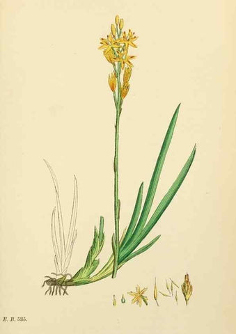 Reproducción/Reproduction 48754071467: English botany, or, Coloured figures of British plants /. London :R. Hardwicke,1863-1886.. 