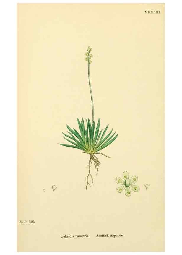 Reproducción/Reproduction 48753556698: English botany, or, Coloured figures of British plants /. London :R. Hardwicke,1863-1886.. 