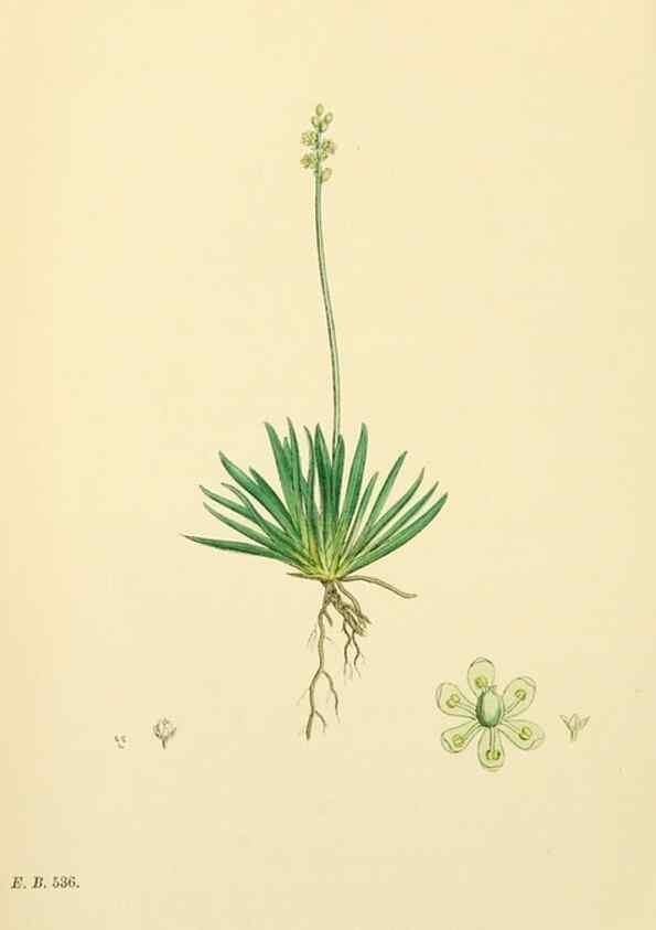 Reproducción/Reproduction 48753556698: English botany, or, Coloured figures of British plants /. London :R. Hardwicke,1863-1886.. 