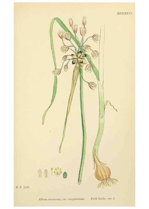 Reproducción/Reproduction 48754069912: English botany, or, Coloured figures of British plants /. London :R. Hardwicke,1863-1886.. 