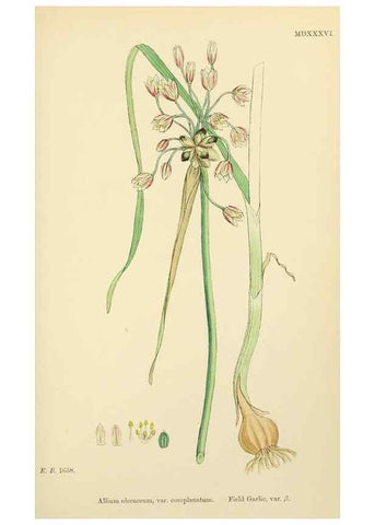 Reproducción/Reproduction 48754069912: English botany, or, Coloured figures of British plants /. London :R. Hardwicke,1863-1886.. 