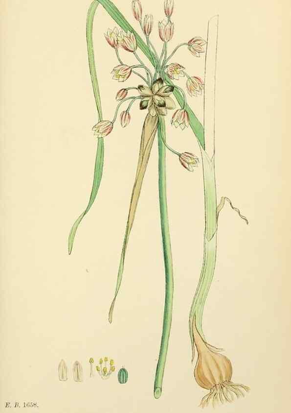 Reproducción/Reproduction 48754069912: English botany, or, Coloured figures of British plants /. London :R. Hardwicke,1863-1886.. 