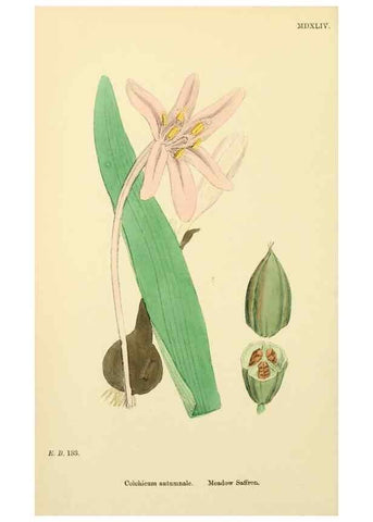 Reproducción/Reproduction 48753881521: English botany, or, Coloured figures of British plants /. London :R. Hardwicke,1863-1886.. 
