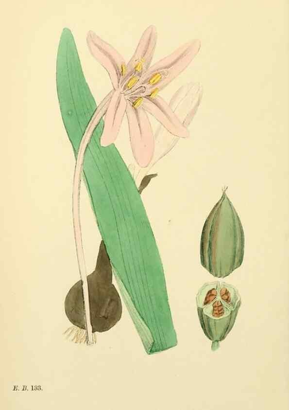 Reproducción/Reproduction 48753881521: English botany, or, Coloured figures of British plants /. London :R. Hardwicke,1863-1886.. 
